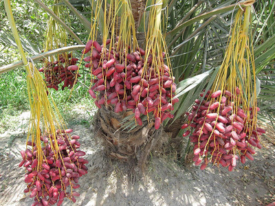 Aywal Date palm/khajur Seed(24 per packet)