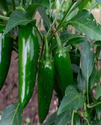 BSARKAR Bullet chilli seeds Seed(30 per packet)
