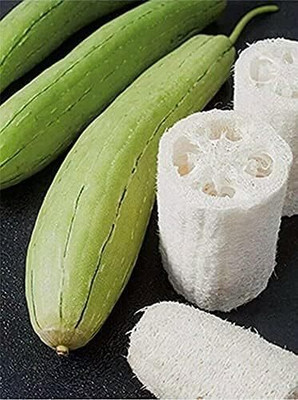 KNESSiN IHS-19 Loofah Gourd Sponge Seed(50 per packet)