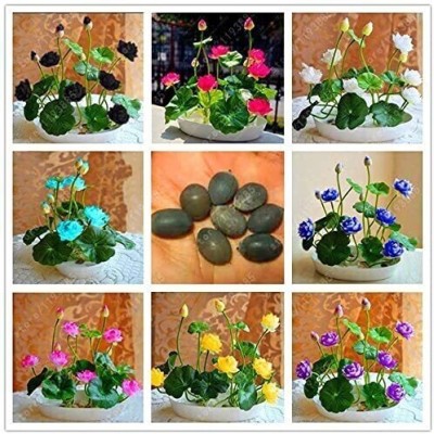 AgroAcres Rare mixed color Seed 15 seeds Bowl Lotus Flower water Aquatic Nelumbo Nucifera Seed(15 per packet)