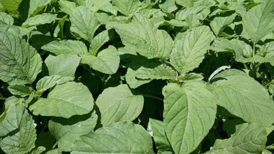 Qualtivate TLX-615 (Green Amaranthus)Cholai Saag Seed(500 per packet)