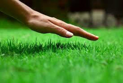 wequality Korean grass seeds, Seeds for korean grass, Best korean grass Seed(6000 per packet)