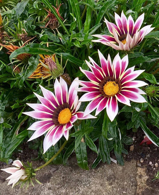INTRA Gazania Mixed Seed(100 per packet)