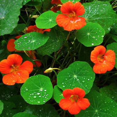 CYBEXIS Tropaeolum majus Rare Nasturtium Seeds Perennial Flower Seed(1 g)