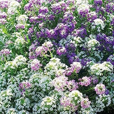 Aywal Alyssum Hybrid Flower Seeds For Kitchen Gardening Seed(30 per packet)