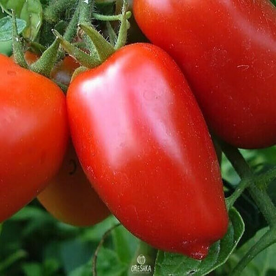 KNESSiN Open-Pollinated Giant Pepper Tomato Seeds for Kitchen Gardening - (2000 Seeds) Seed(2000 per packet)