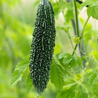 LPR KARELA ,BITTAR GOURD Seed(40 per packet)