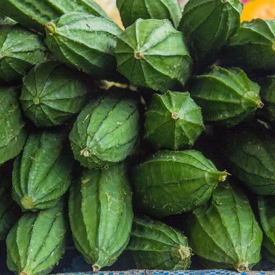 WILLVINE VXI-222 Angled Ridge Gourd Seeds Turai Seed(50 per packet)
