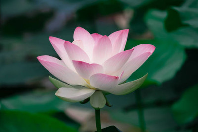 JDM lotus,kamal gatta Seed(11 per packet)