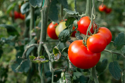 Arlo tomato Seed(30 per packet)