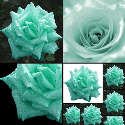 CYBEXIS XLL-86 - Mint Green Rose Flower - (100 Seeds) Seed(100 per packet)