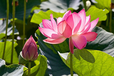 Sampada lotus,kamal gatta Seed(14 per packet)