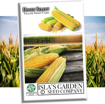 WILLVINE PAU -IX Honey Select Yellow Sweet Corn Seeds-[500g] Seed(2000 per packet)