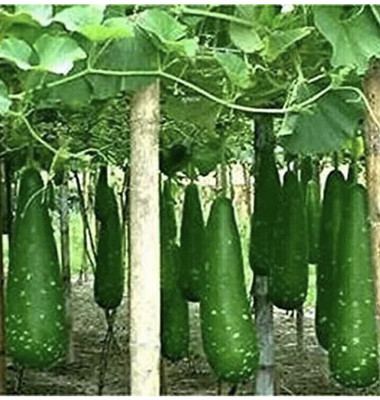 Arshiayat Bangladeshi Hazari Hybrid Long Bottle Gourd Seed(40 per packet)