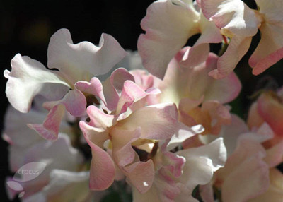 CYBEXIS Sweet Pea - Mollie RILESTONE Seed(50 per packet)