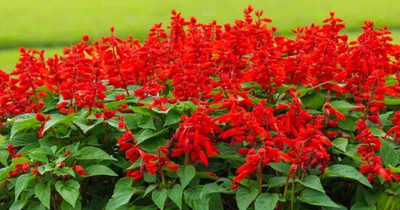 Quentova Salvia Splendens-KWI-4E Seed(75 per packet)
