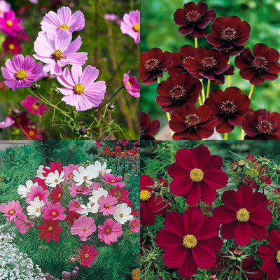 ibains Cosmos flower seeds for home garden 41 Seed(41 per packet)