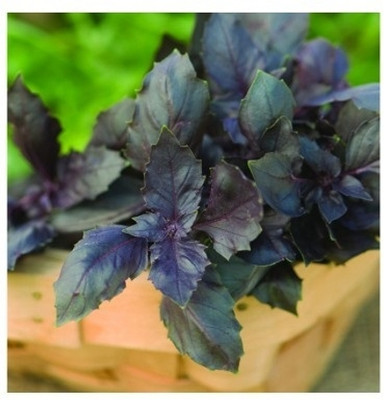 Qualtivate VXI-50 Herb Basil Red Rubin Seed(1000 per packet)