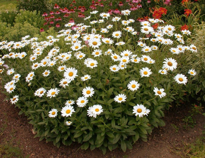 CYBEXIS LX-81 - Hybrid Shasta Daisy Flower - (180 Seeds) Seed(180 per packet)
