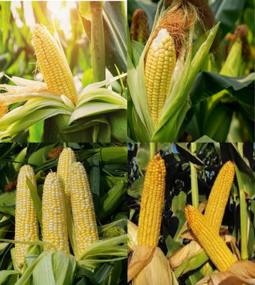 ibains Desi sweet corn seeds beez 65 Seed(65 per packet)