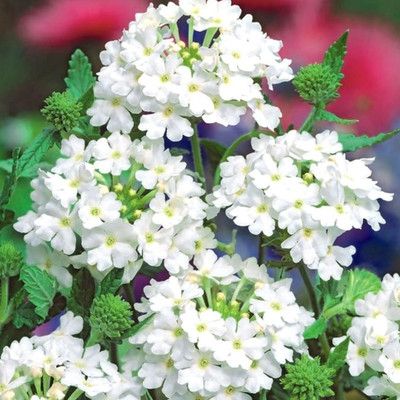 Lorvox trailing verbena Seed(40 per packet)