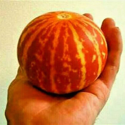 CYBEXIS Pumpkin Seeds Rare Viable Fast-Growing 100 Seeds Seed(100 per packet)