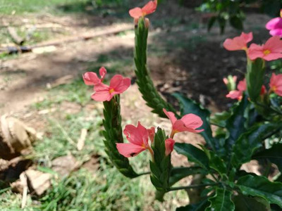 Hanu kanakambaram-firecracker-crossandra Seed(41 per packet)