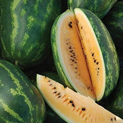 KNESSiN Orange Flesh Tendersweet Watermelon Seeds Rare Heirloom Fruit Seed(50 per packet)