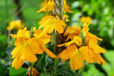 Heirloom Quality kanakambaram-firecracker-crossandra Seed(26 per packet)