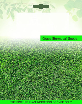CYBEXIS Bermuda Grass200 Seeds Seed(200 per packet)