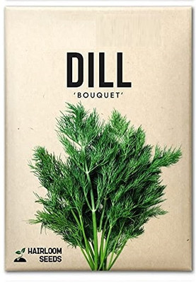 WILLVINE Hybrid Dill-1250 Seeds Seed(1250 per packet)