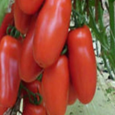KNESSiN LXI-5 Nutritious Tomato Seed(200 per packet)