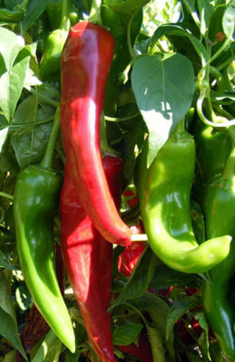 CYBEXIS High Germination Red Hot Chili Pepper Seeds2000 Seeds Seed(2000 per packet)