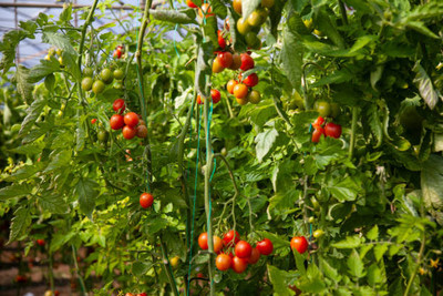 Chipku tomato Seed(135 per packet)