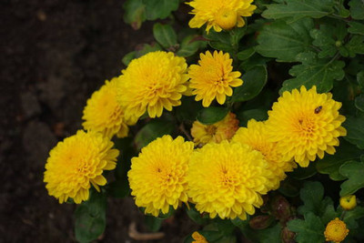 Kofy marigold,gende ka phool seeds Seed(22 per packet)