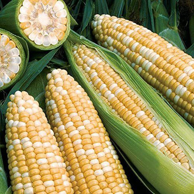 VibeX NDIR-85 - Obsession Corn Unbelievably Tender - (250 Seeds) Seed(250 per packet)
