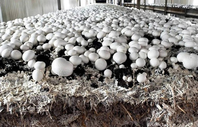 Arko Button Mushroom Spawn Grain Seeds – First Generation High Yield White Mycelium Seed(210 g)