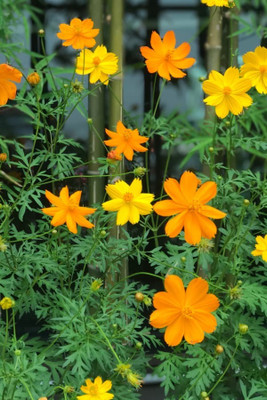 Quentova Cosmos Flower-3A-VNT Seed(100 per packet)