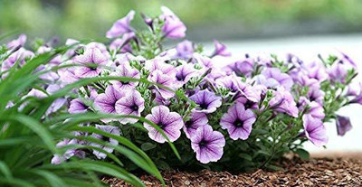 VibeX GBPUT-27 - Mixed Petunia Climbing Flower - (60 Seeds) Seed(60 per packet)