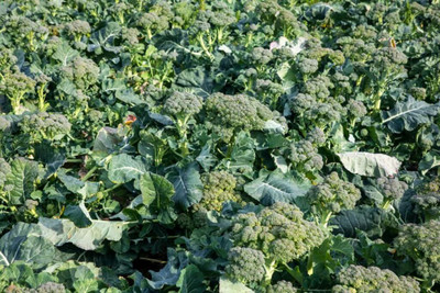 Seedsqlty Broccoli seeds for sprouting, high germination (45 seeds) Seed(90 per packet)