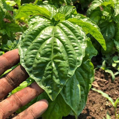 VibeX ® XLR-5 Napolitano Mammoth-Leafed Basil Seed(1000 per packet)