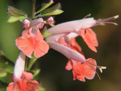 Qualtivate PUAS-1A Coral Nymph Salvia Hummingbird Sage Seed(100 per packet)
