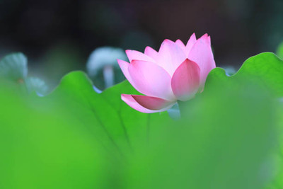 Tastism lotus,kamal gatta Seed(11 per packet)