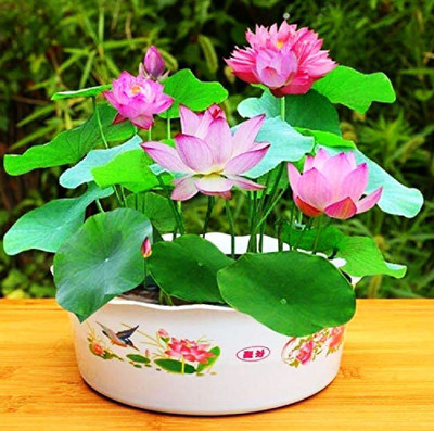 CYBEXIS LX-98 - Lotus Water Lily Flower - (270 Seeds) Seed(270 per packet)