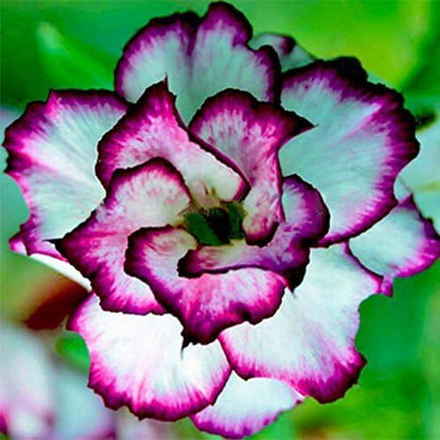 Qualtivate NBIR-182 Single Layer Flower Adenium Obesum Seed(30 per packet)