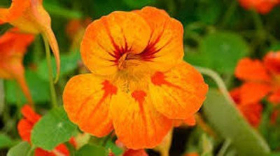 CYBEXIS Fairy Garden Nasturtium Orange Glow Flower Seeds Seed(50 per packet)