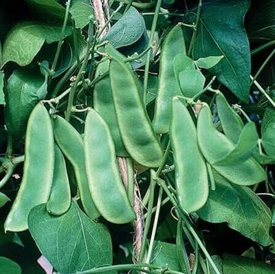 isarkars ™ Runner Beans Seed, Seem Seed, Runner Beans Hybird Seed(50 per packet)