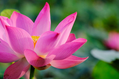 VISHSHUBH lotus,kamal gatta Seed(11 per packet)