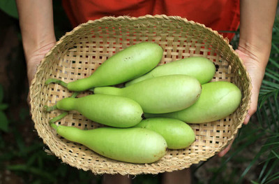 Quentova Long Bottle Gourd Seeds-VXL Seed(75 per packet)