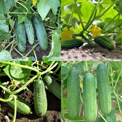 ibains Cucumber seed Kakari sosa seeds pack of 82 Seed(82 per packet)